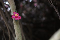 藪の中に