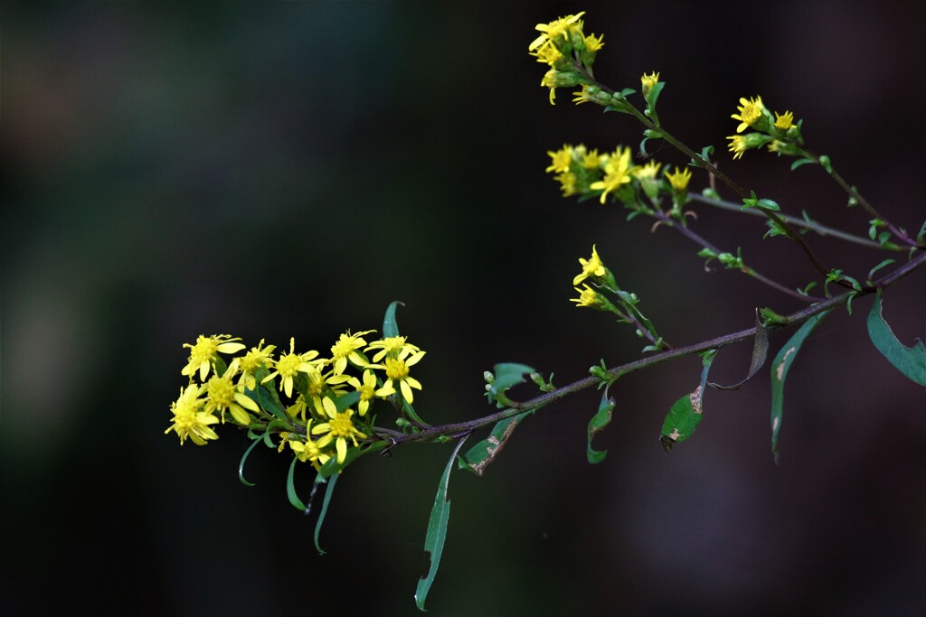 野の花