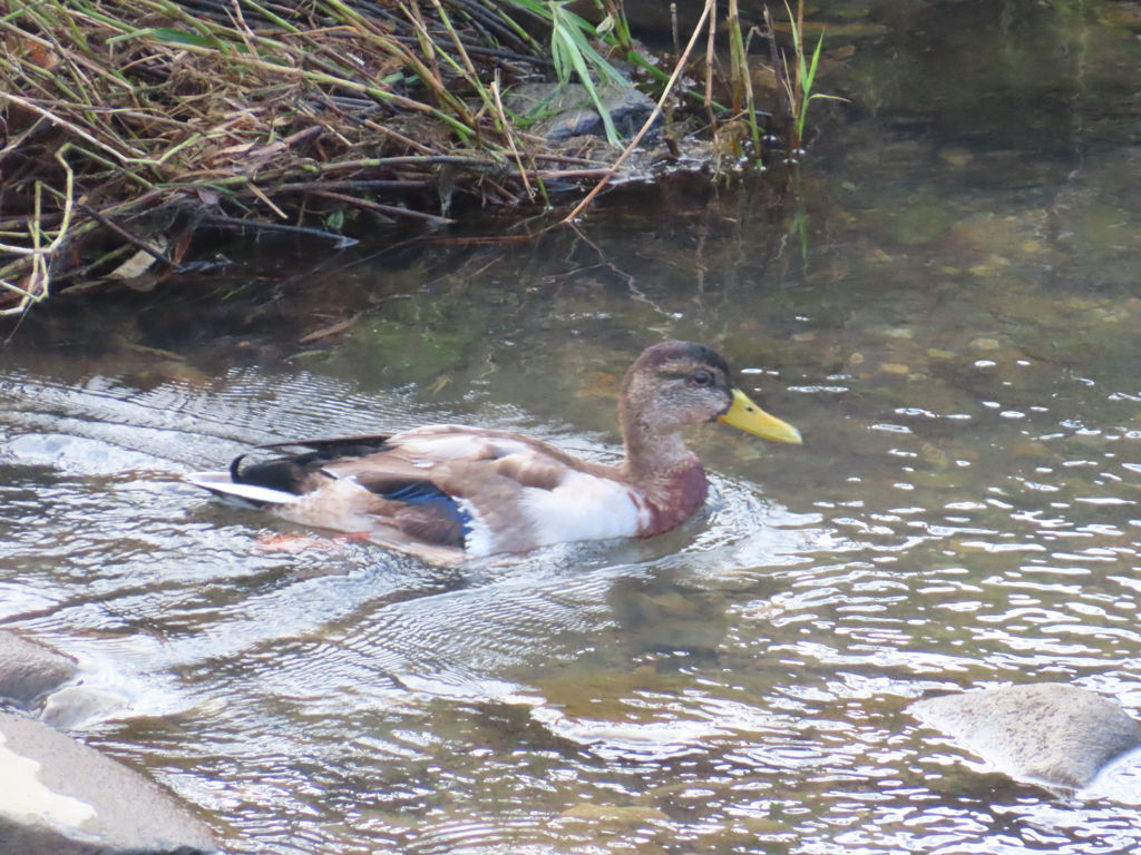 この鳥は何ですか？