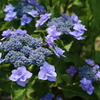 紫陽花