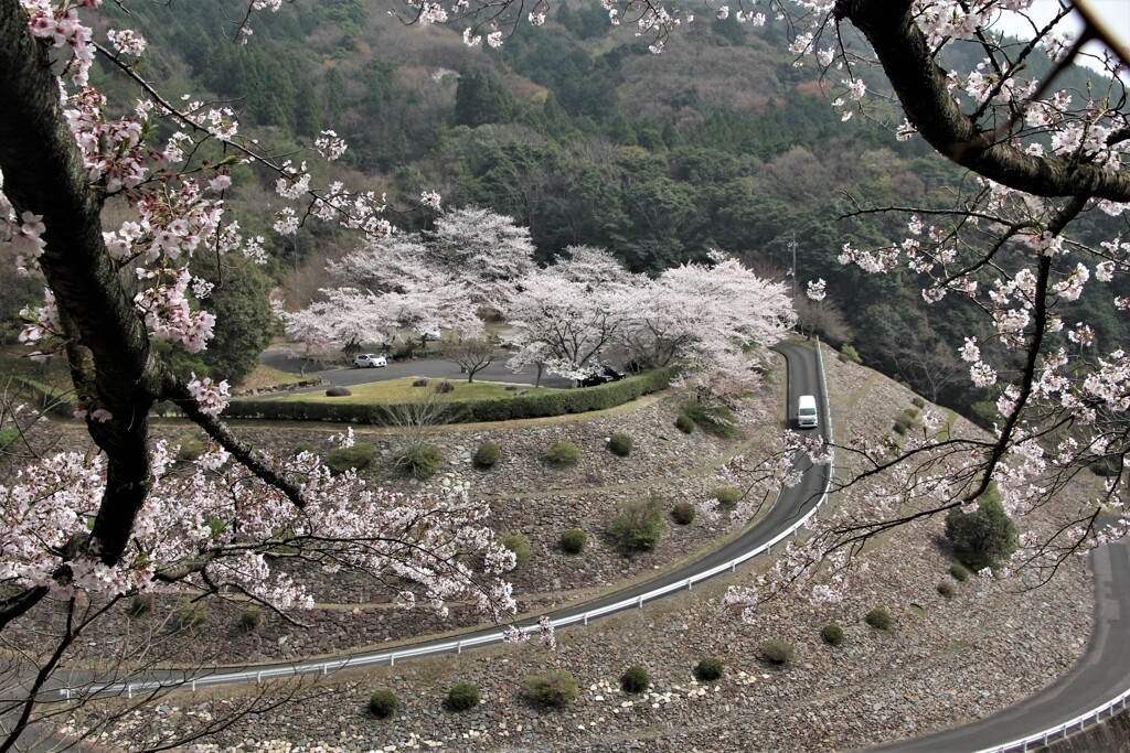 歌野千本桜②