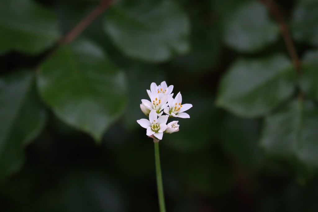 庭の花