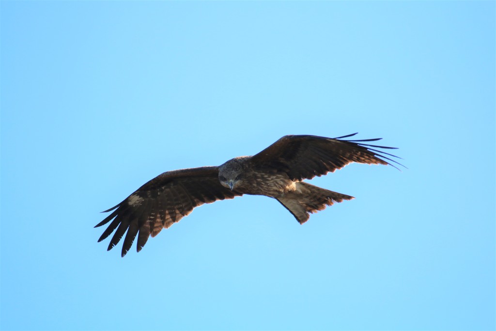 鳶