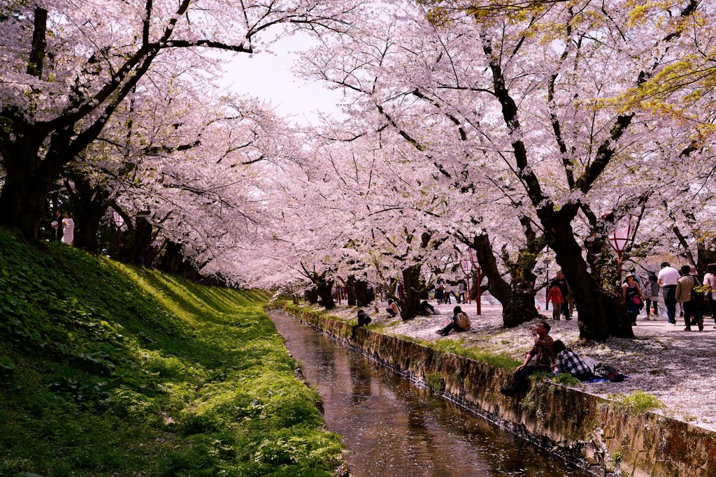 桜のトンネルで