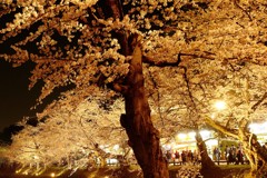夜の弘前公園4