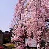 枝垂桜