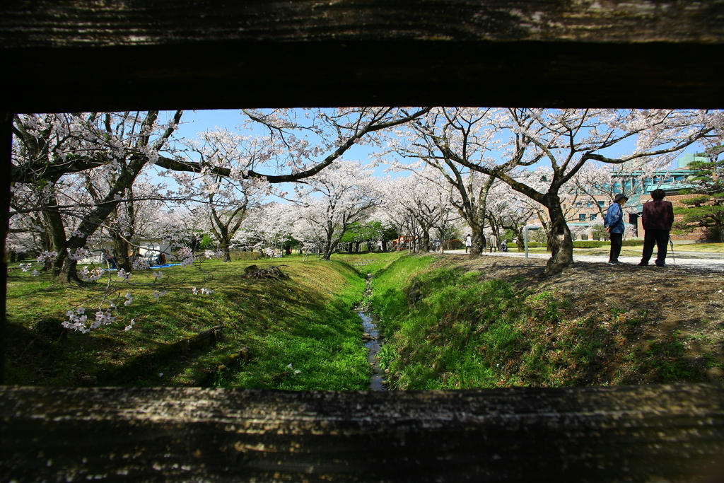 桜橋