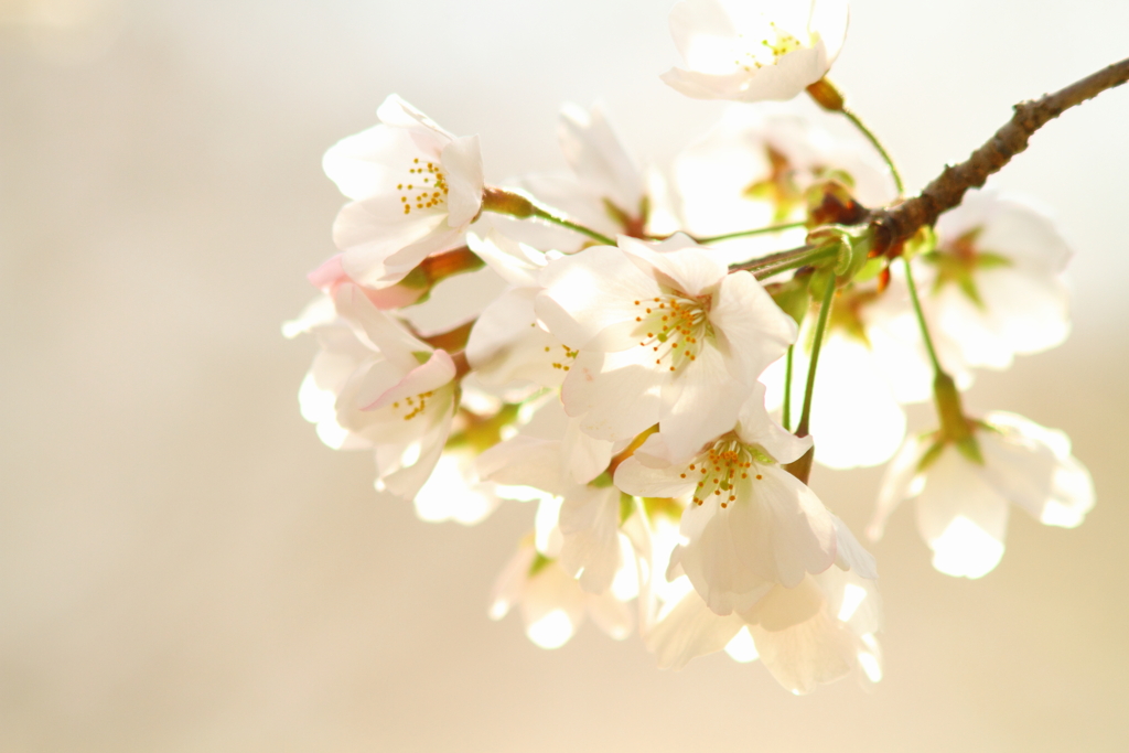 淡桜
