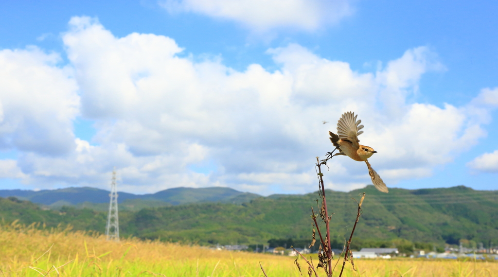 野鳥のいる、とある風景　5