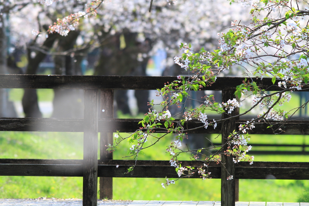 桜　2020　桜橋3