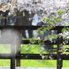 桜　2020　桜橋3