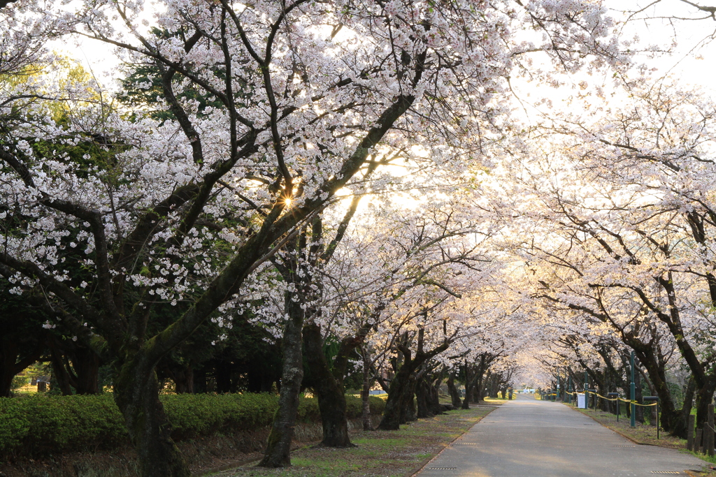 桜　2020