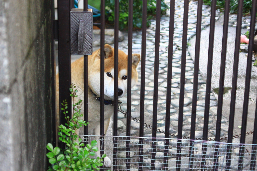 久しぶり！近所の柴犬