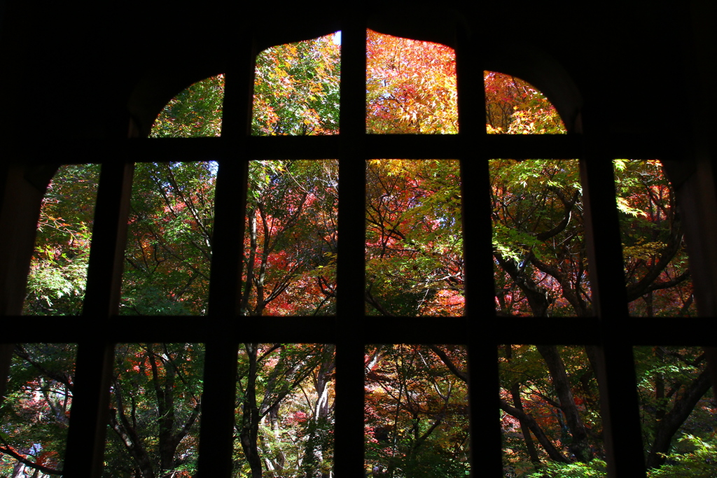 紅葉2019