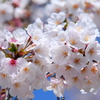 桜てんこ盛り