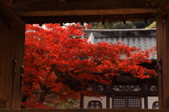 地元のお寺