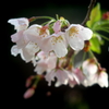 濡桜