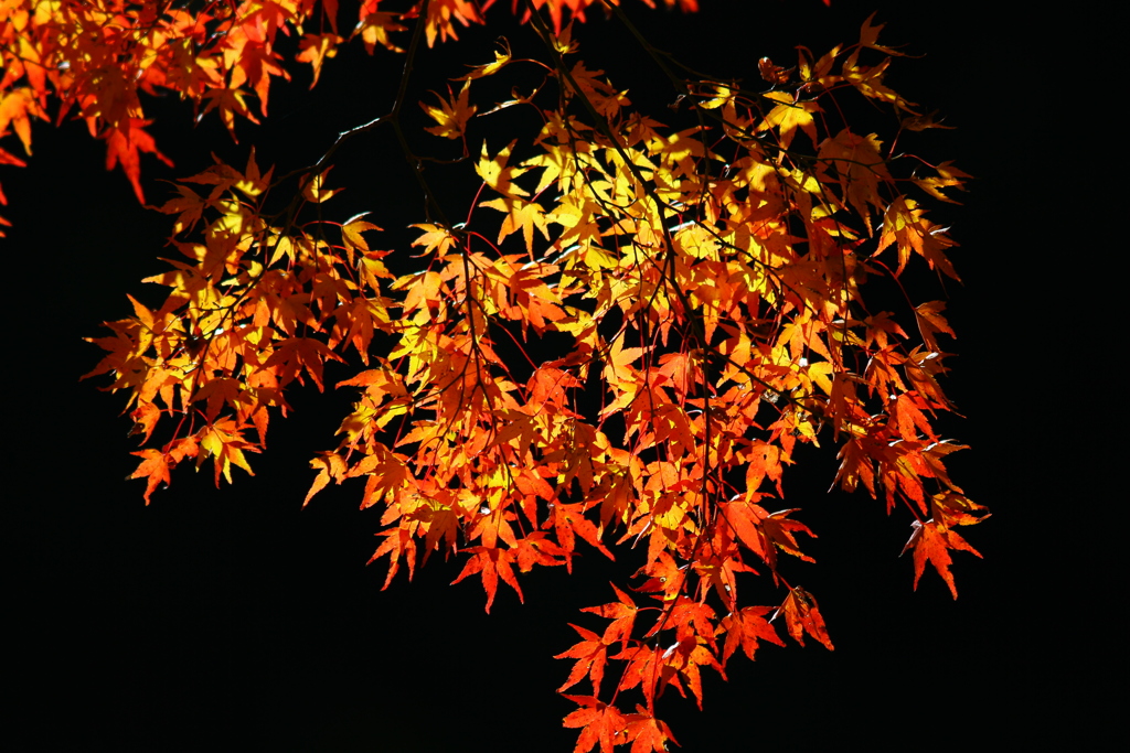 紅葉2019