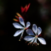 小花舞い