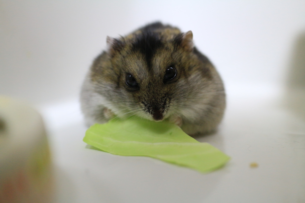 息子のペット