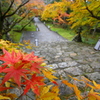 紅葉2019