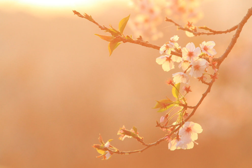 桜　2020　終焉の時