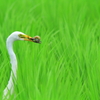 チュウサギ　2020