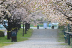桜　2020　舞桜