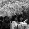 桜元桜