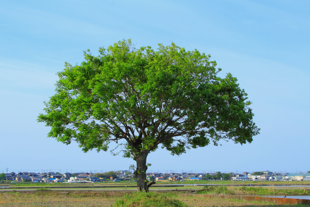 野鳥のいる、とある風景　1