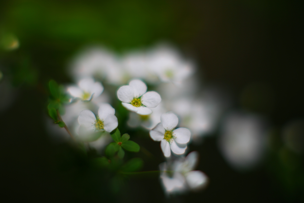 白花
