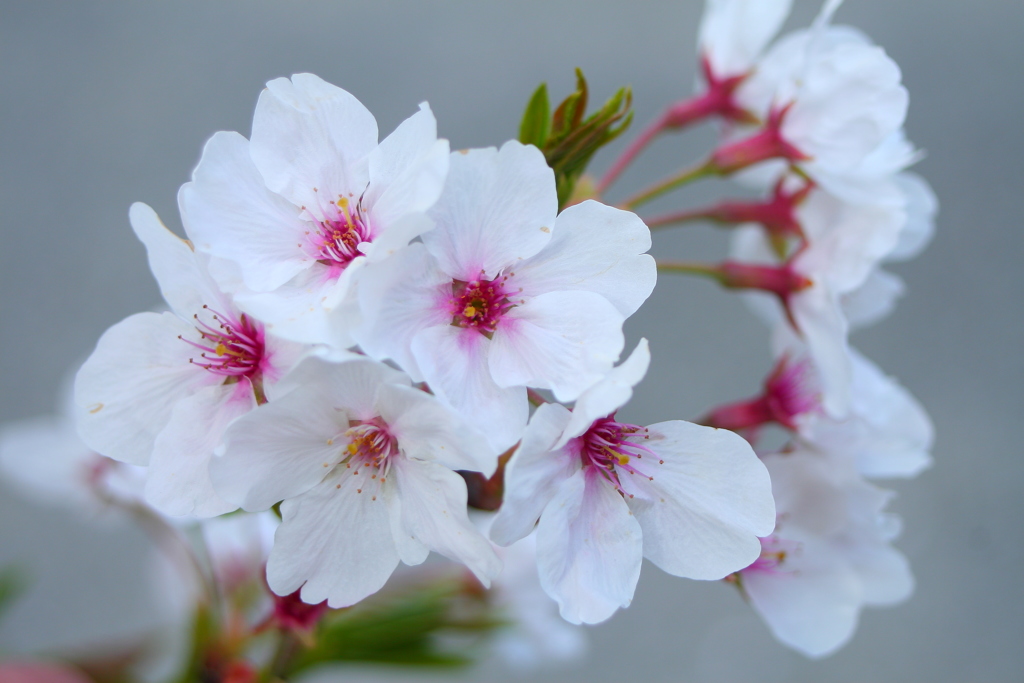 桜２