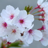 桜２