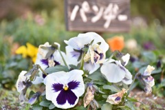 総合公園③