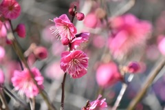 総合公園④