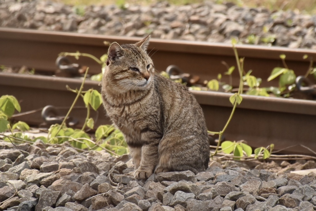 RAIL KEEPER