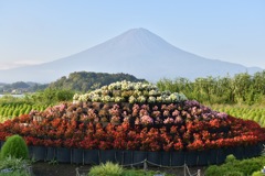 花富士と