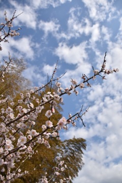 空竹梅