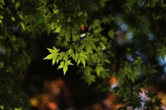 青紅葉