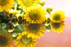 幸せの黄色い花(*´꒳`*)
