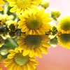 幸せの黄色い花(*´꒳`*)
