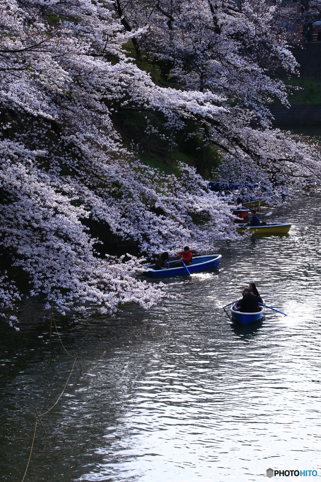 千鳥ヶ淵の桜