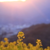 菜の花 吾妻山