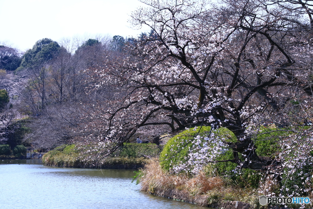 三ツ池公園の桜