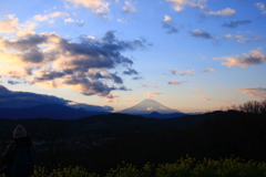 富士山 吾妻山公園の菜の花と