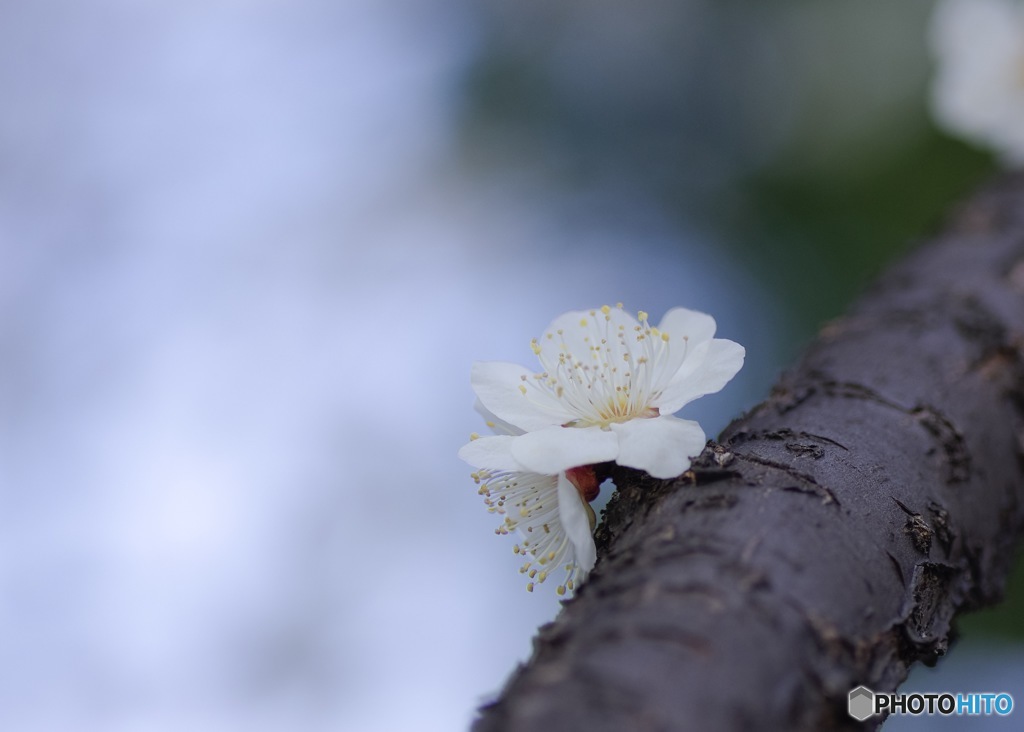 芽生え