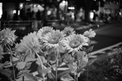 monochrome