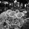 monochrome