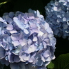 蒼
