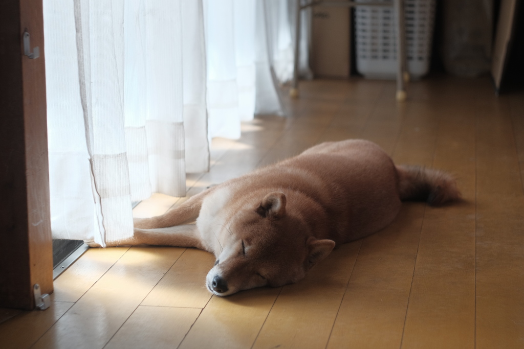 dog
